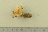  (Lactarius flavidus - O-F-307839)  @11 [ ] by-nc-sa (2020) Unspecified University of Oslo, Natural History Museum