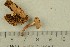  ( - O-F-307841)  @11 [ ] by-nc-sa (2021) Unspecified University of Oslo, Natural History Museum