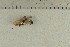  ( - O-F-307842)  @11 [ ] by-nc-sa (2021) Unspecified University of Oslo, Natural History Museum