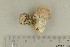  ( - O-F-309217)  @11 [ ] by-nc-sa (2021) Unspecified University of Oslo, Natural History Museum