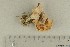  ( - O-F-309217)  @11 [ ] by-nc-sa (2021) Unspecified University of Oslo, Natural History Museum