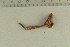  ( - O-F-309281)  @11 [ ] by-nc-sa (2021) Unspecified University of Oslo, Natural History Museum