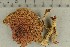  ( - O-F-309310)  @11 [ ] by-nc-sa (2021) Unspecified University of Oslo, Natural History Museum