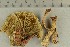  ( - O-F-309310)  @11 [ ] by-nc-sa (2021) Unspecified University of Oslo, Natural History Museum