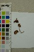  ( - O-F-309396)  @11 [ ] by-nc-sa (2025) Unspecified University of Oslo, Natural History Museum