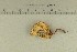  ( - O-F-360702)  @11 [ ] by-nc-sa (2021) Unspecified University of Oslo, Natural History Museum