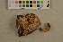  ( - O-F-362035)  @11 [ ] CreativeCommons - Attribution Non-Commercial Share-Alike (2016) Unspecified University of Oslo, Natural History Museum