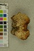  ( - O-F-370299)  @11 [ ] by-nc-sa (2023) Unspecified University of Oslo, Natural History Museum