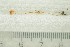  ( - O-F-370458)  @11 [ ] by-nc-sa (2021) Unspecified University of Oslo, Natural History Museum