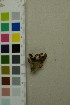  ( - O-F-372046)  @11 [ ] by-nc-sa (2025) Unspecified University of Oslo, Natural History Museum