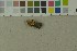  (Otidea phlebophora - O-F-372067)  @11 [ ] by-nc-sa (2023) Unspecified University of Oslo, Natural History Museum