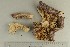 ( - O-F-63313)  @11 [ ] by-nc-sa (2021) Unspecified University of Oslo, Natural History Museum