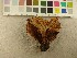  ( - O-F-66497)  @11 [ ] CreativeCommons - Attribution Non-Commercial Share-Alike (2019) Unspecified University of Oslo, Natural History Museum