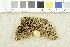  ( - O-F-76183)  @11 [ ] CreativeCommons - Attribution Non-Commercial Share-Alike (2017) Unspecified University of Oslo, Natural History Museum