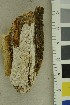  (Grammothele - O-F-76258)  @11 [ ] CreativeCommons - Attribution Non-Commercial Share-Alike (2019) Unspecified University of Oslo, Natural History Museum