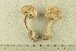  ( - O-F-76306)  @11 [ ] CreativeCommons - Attribution Non-Commercial Share-Alike (2019) Unspecified University of Oslo, Natural History Museum