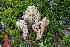  (Lentaria dendroidea - O-F-76359)  @11 [ ] by-nc-sa (2020) Unspecified University of Oslo, Natural History Museum