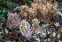  ( - O-F-76368)  @11 [ ] by-nc-sa (2020) Unspecified University of Oslo, Natural History Museum