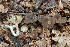  (Lactarius romagnesii - O-F-76376)  @11 [ ] by-nc-sa (2020) Unspecified University of Oslo, Natural History Museum