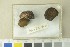  ( - O-F-76394)  @11 [ ] by-nc-sa (2020) Unspecified University of Oslo, Natural History Museum
