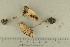  ( - O-F-76555)  @11 [ ] by-nc-sa (2021) Unspecified University of Oslo, Natural History Museum