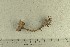  ( - O-F-76681)  @11 [ ] by-nc-sa (2022) Unspecified University of Oslo, Natural History Museum