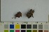  ( - O-F-76918)  @11 [ ] by-nc-sa (2023) Unspecified University of Oslo, Natural History Museum