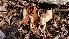  ( - TROM_F_26605)  @11 [ ] CreativeCommons - Attribution Non-Commercial Share-Alike (2018) Unspecified Tromsø University Museum