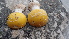  ( - TROM_F_26608)  @11 [ ] CreativeCommons - Attribution Non-Commercial Share-Alike (2018) Unspecified Tromsø University Museum