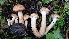  (Armillaria ostoyae - TROM_F_26614)  @11 [ ] CreativeCommons - Attribution Non-Commercial Share-Alike (2018) Unspecified Tromsø University Museum