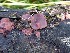  ( - TROM_F_26616)  @11 [ ] CreativeCommons - Attribution Non-Commercial Share-Alike (2018) Unspecified Tromsø University Museum