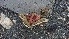  ( - TROM_F_26661)  @11 [ ] CreativeCommons - Attribution Non-Commercial Share-Alike (2018) Unspecified Tromsø University Museum
