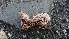  ( - TROM_F_26661)  @11 [ ] CreativeCommons - Attribution Non-Commercial Share-Alike (2018) Unspecified Tromsø University Museum