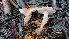  (Cystoderma carcharias var. carcharias - TROM_F_26623)  @11 [ ] CreativeCommons - Attribution Non-Commercial Share-Alike (2018) Unspecified Tromsø University Museum