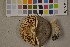  (Lactarius circellatus - O-F-75464)  @11 [ ] Unspecified (default): All Rights Reserved  Unspecified Unspecified