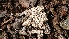  ( - TROM_F_26626)  @11 [ ] CreativeCommons - Attribution Non-Commercial Share-Alike (2018) Unspecified Tromsø University Museum
