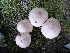  ( - TROM_F_26627)  @11 [ ] CreativeCommons - Attribution Non-Commercial Share-Alike (2018) Unspecified Tromsø University Museum