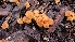  ( - TROM_F_26636)  @11 [ ] CreativeCommons - Attribution Non-Commercial Share-Alike (2018) Unspecified Tromsø University Museum