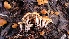 ( - TROM_F_26636)  @11 [ ] CreativeCommons - Attribution Non-Commercial Share-Alike (2018) Unspecified Tromsø University Museum
