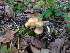  ( - NHMO-DFL-428)  @11 [ ] CreativeCommons - Attribution Non-Commercial Share-Alike (2015) Unspecified University of Oslo, Natural History Museum