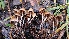  ( - TROM_F_26637)  @11 [ ] CreativeCommons - Attribution Non-Commercial Share-Alike (2018) Unspecified Tromsø University Museum