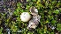  ( - O-F-297383)  @11 [ ] CreativeCommons - Attribution Non-Commercial Share-Alike (2017) Unspecified University of Oslo, Natural History Museum