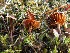  ( - O-F-256624)  @11 [ ] CreativeCommons - Attribution Non-Commercial Share-Alike (2019) Unspecified University of Oslo, Natural History Museum