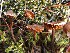  ( - O-F-256624)  @11 [ ] CreativeCommons - Attribution Non-Commercial Share-Alike (2019) Unspecified University of Oslo, Natural History Museum