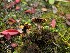  ( - O-F-256642)  @11 [ ] CreativeCommons - Attribution Non-Commercial Share-Alike (2019) Unspecified University of Oslo, Natural History Museum
