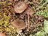  (Entoloma turci - O-F-259928)  @11 [ ] by-nc-sa (2023) Unspecified Norwegian University of Life Sciences