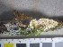  (Steccherinum nitidum - NHMO-DFL-954)  @11 [ ] CreativeCommons - Attribution Non-Commercial Share-Alike (2015) Unspecified University of Oslo