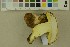  ( - O-F-256300)  @11 [ ] CreativeCommons - Attribution Non-Commercial Share-Alike (2018) Unspecified University of Oslo, Natural History Museum