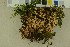  (Lindtneria panphyliensis - O-F-256307)  @11 [ ] CreativeCommons - Attribution Non-Commercial Share-Alike (2018) Unspecified University of Oslo, Natural History Museum