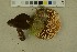  (Lactarius lignyotus - O-F-256314)  @11 [ ] CreativeCommons - Attribution Non-Commercial Share-Alike (2018) Unspecified University of Oslo, Natural History Museum